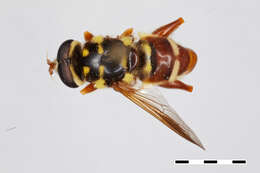 Image of Meromacrus minuticornis Thompson 1986