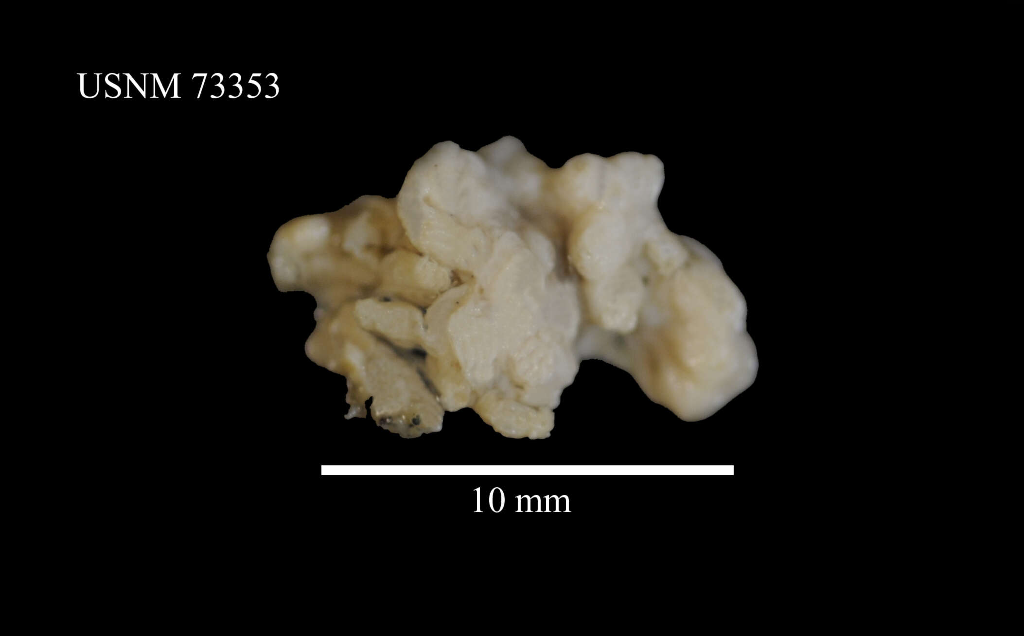 Image of Alcyonium antarcticum Wright & Studer 1889