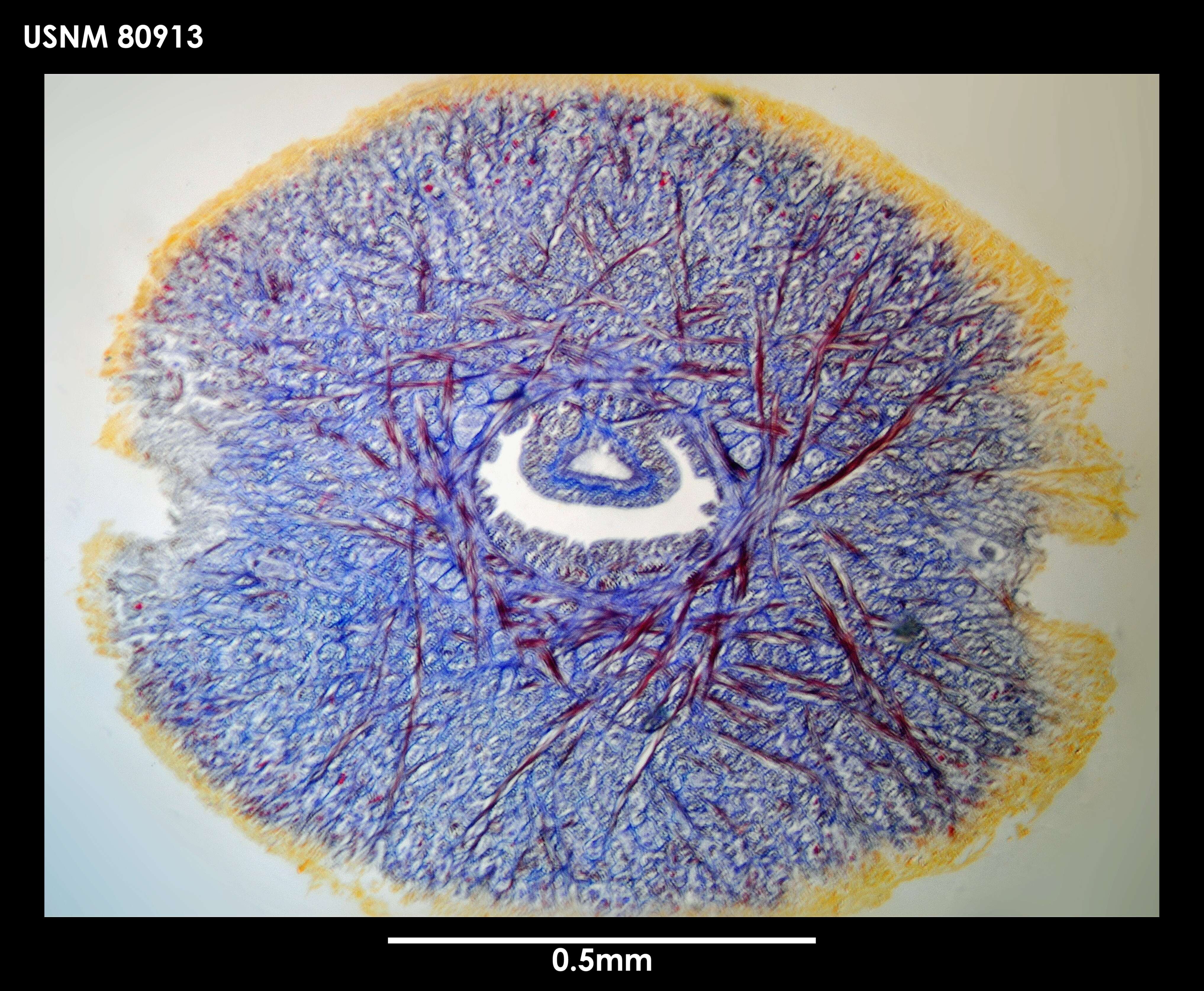 Image of Dokonemertes magellanensis Gibson 1985