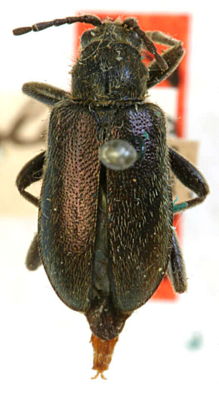 Image of Brachysomida corpulenta Casey 1913