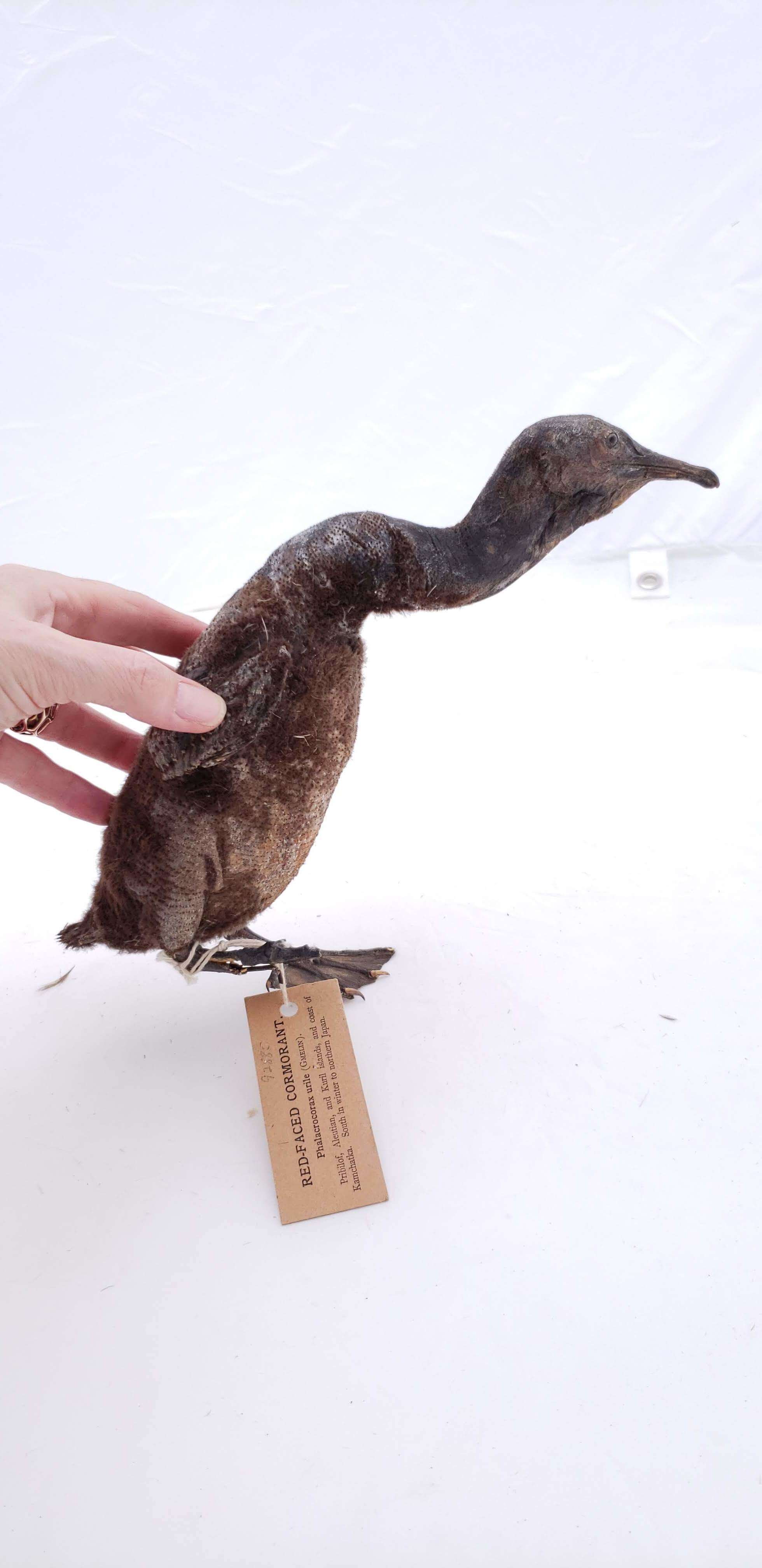 Image of Red-faced Cormorant