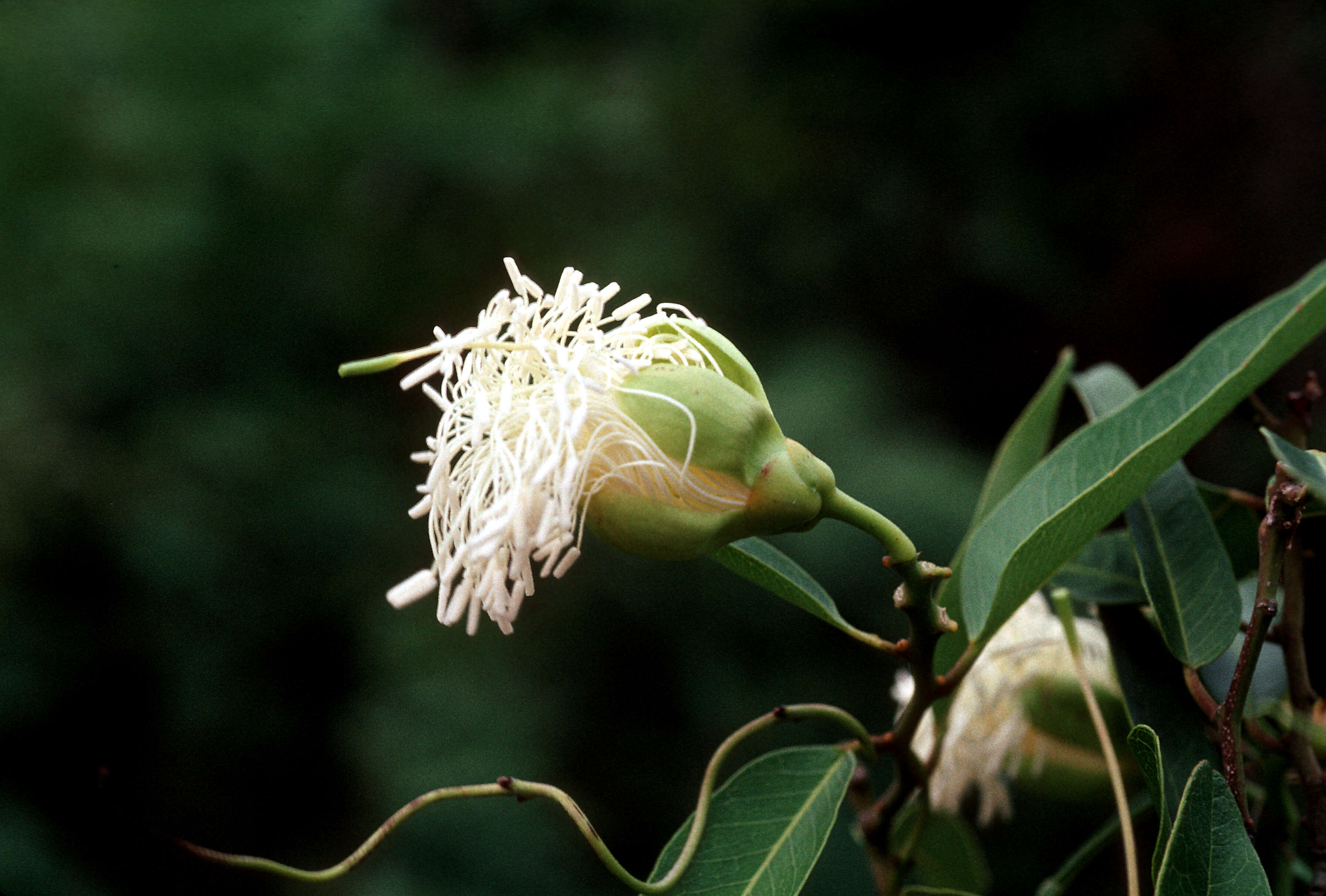 Image of Capparis flexuosa (L.) L.