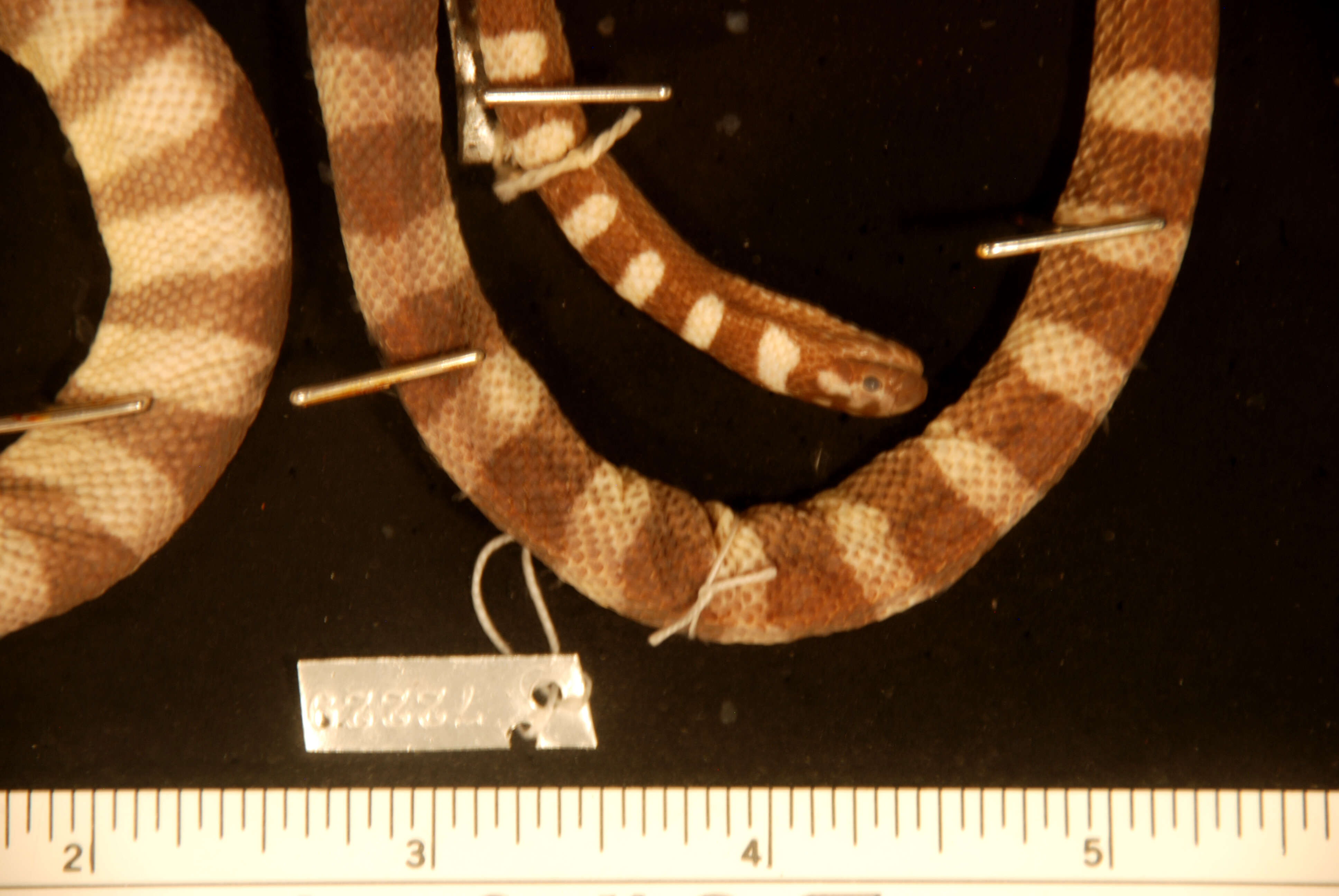 Image of Kloss' Sea Snake