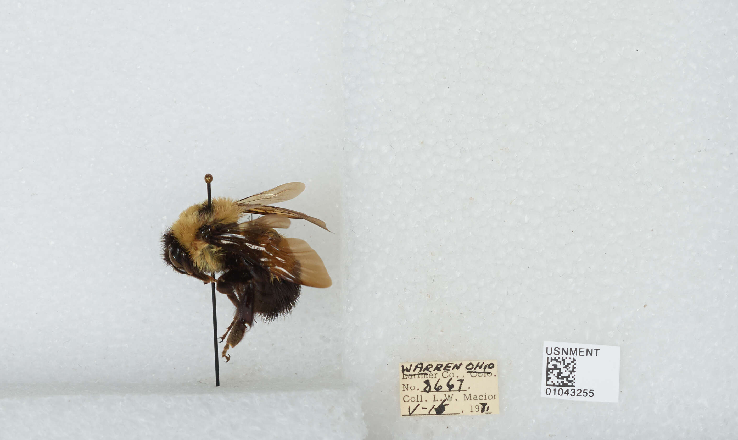 Слика од Bombus affinis Cresson 1864