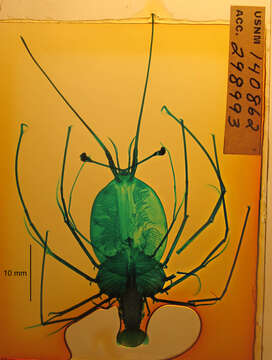 Image of Green Spiny Lobster