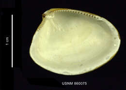 Image of Nucula austrobenthalis Dell 1990