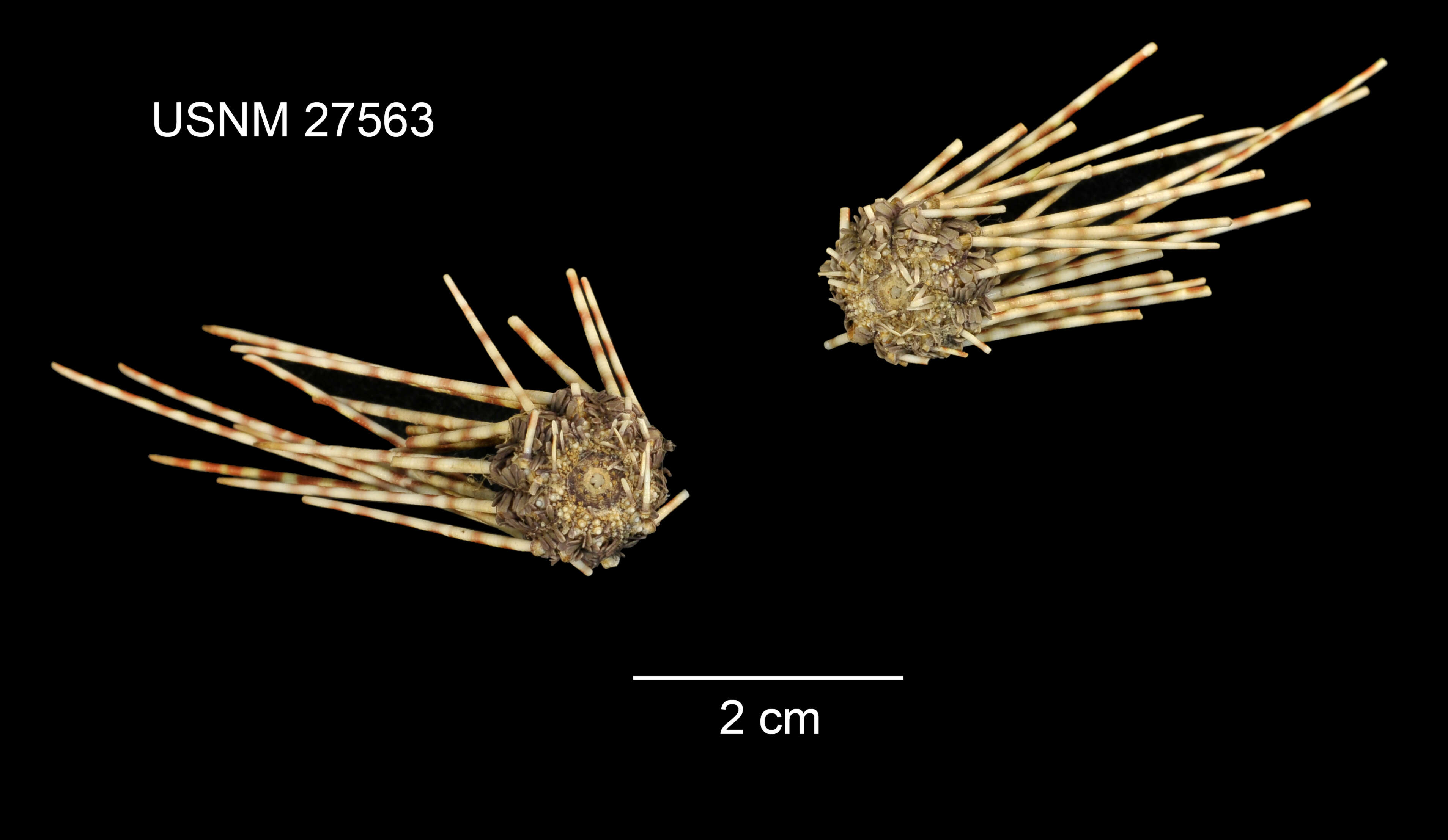 Image of echinoderms