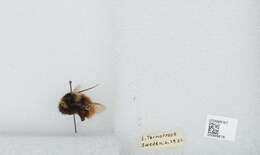 Слика од Bombus lapponicus lapponicus (Fabricius 1793)