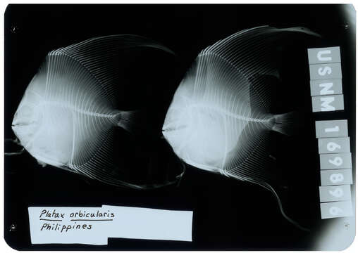 Platax orbicularis (Forsskål 1775) resmi