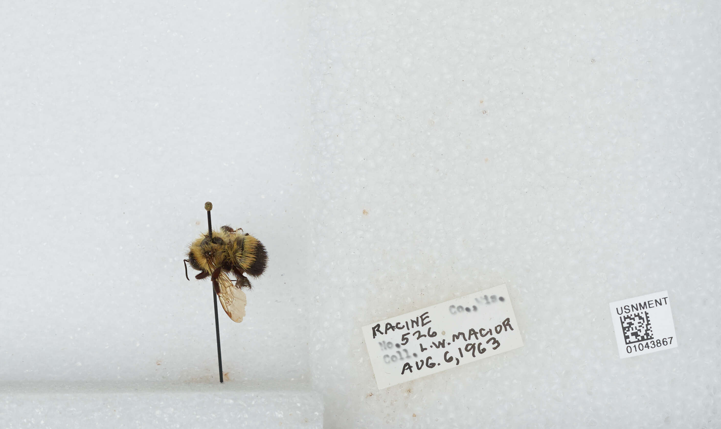 Слика од Bombus affinis Cresson 1864