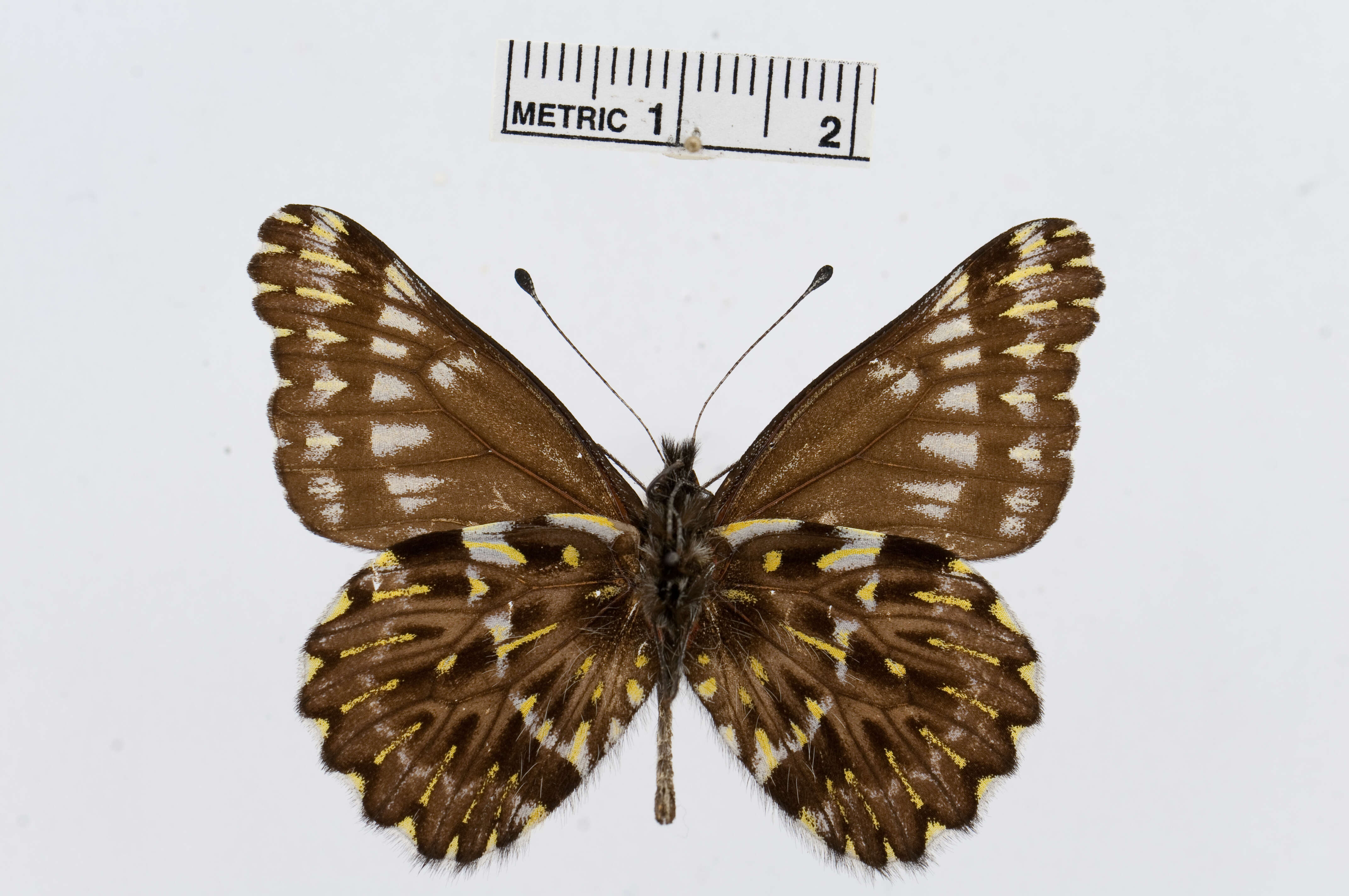 Image of Catasticta cinerea Butler 1897