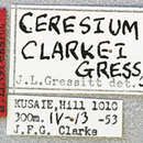 Image of Ceresium clarkei Gressitt 1956