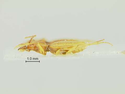 Image of Pseudanophthalmus Jeannel 1920