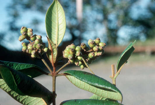 Myrcia fenzliana O. Berg的圖片