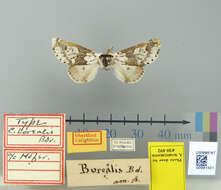 Image of Dicranula borealis Boheman 1849