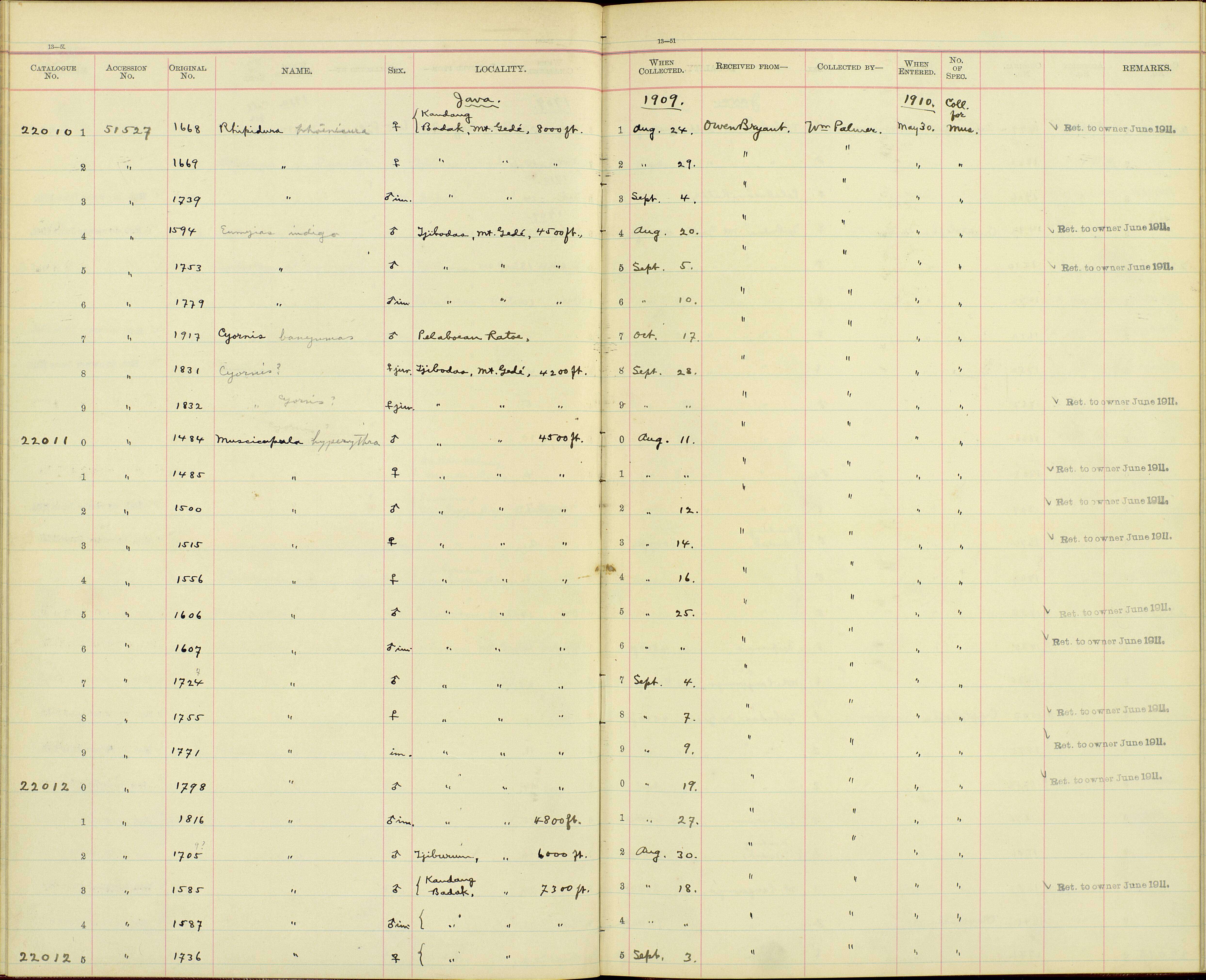 Image de Ficedula hyperythra vulcani (Robinson 1918)