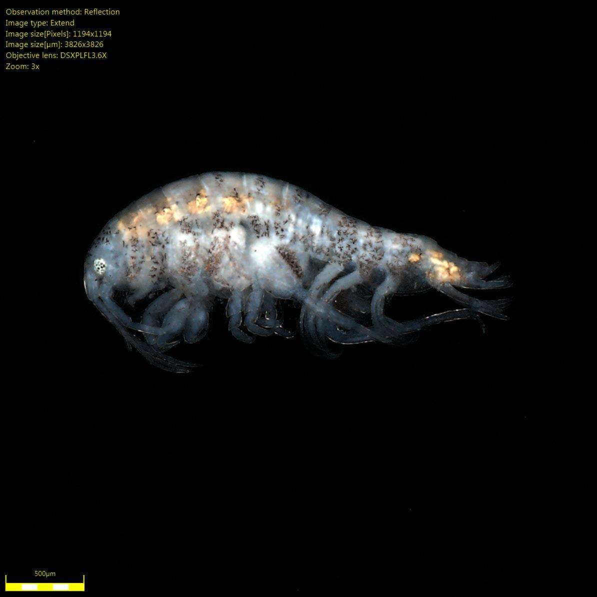 Image of Amphipoda