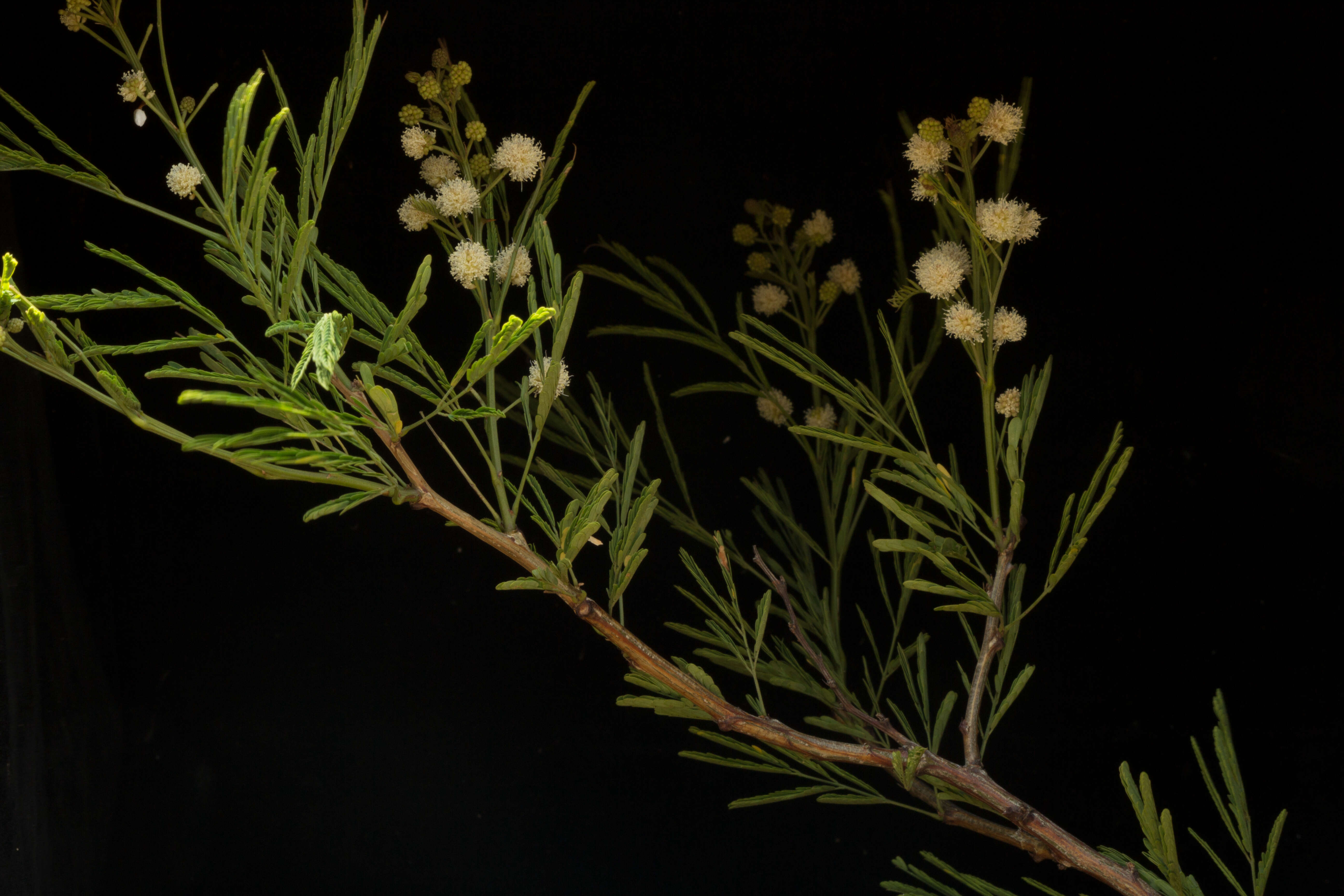 Image of <i>Mimosa acantholoba</i> var. <i>eurycarpa</i>