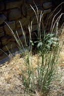 Image of sand dropseed