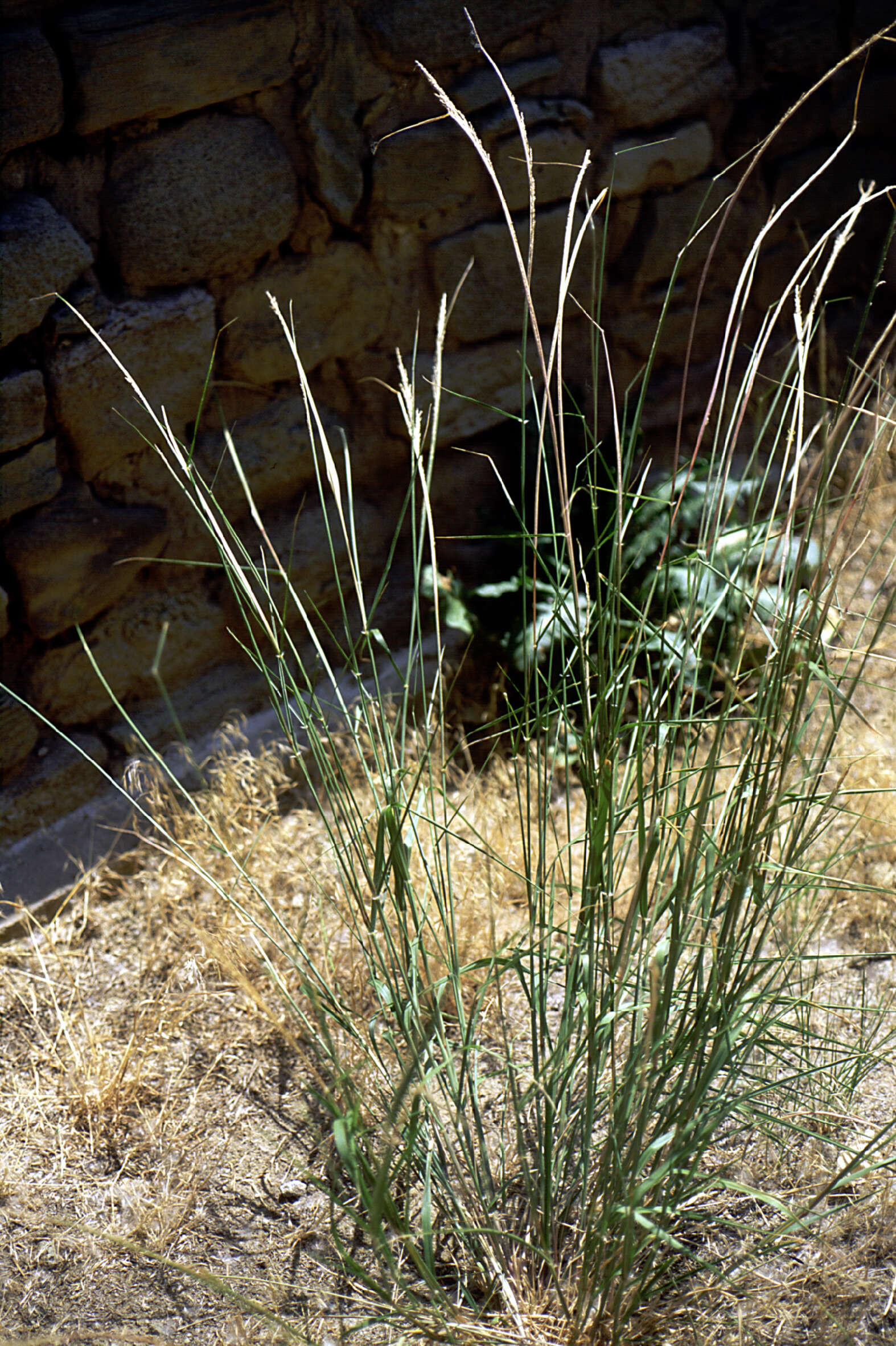 Image of sand dropseed