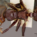 Image of <i>Atopomyrmex mocquerysi</i> var. <i>melanoticus</i> Wheeler
