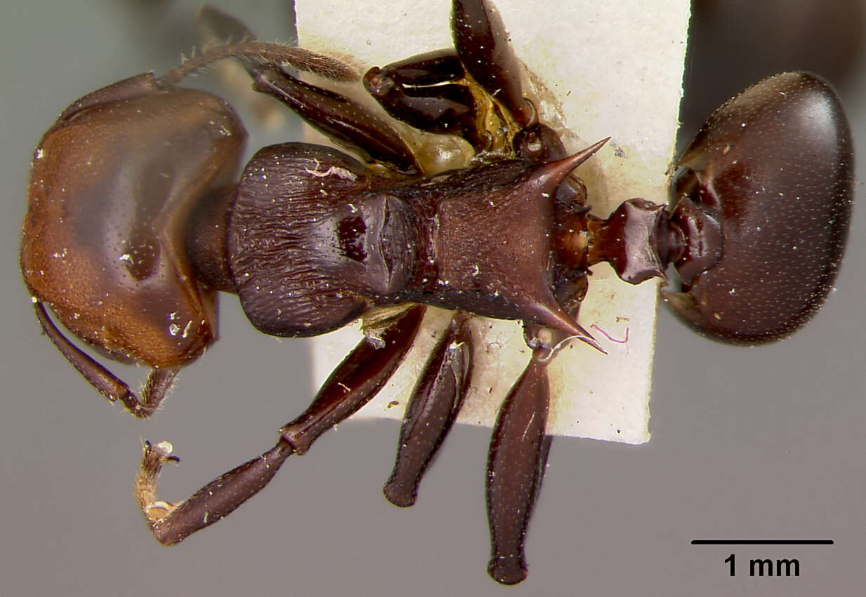 Image of <i>Atopomyrmex mocquerysi</i> var. <i>melanoticus</i> Wheeler