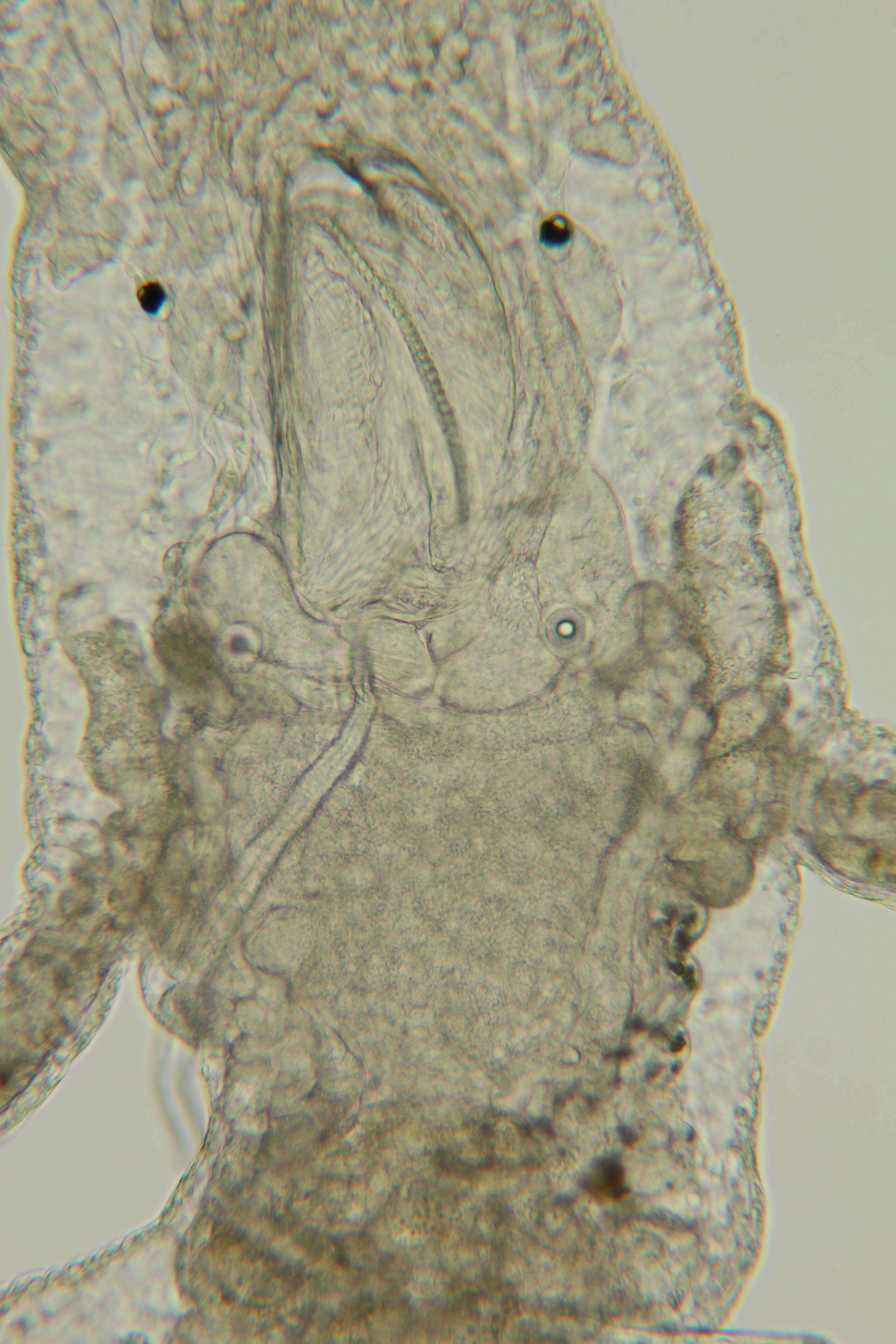 Image of Embletonia Alder & Hancock 1851