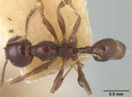 Image of Pheidole walkeri Mann 1922