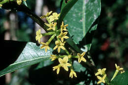 صورة Cestrum L.