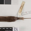 Image of paraguaná spiny pocket mouse