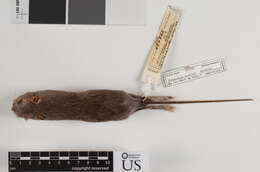 Image of paraguaná spiny pocket mouse