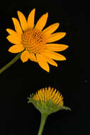 صورة Tithonia rotundifolia (P. Mill.) Blake