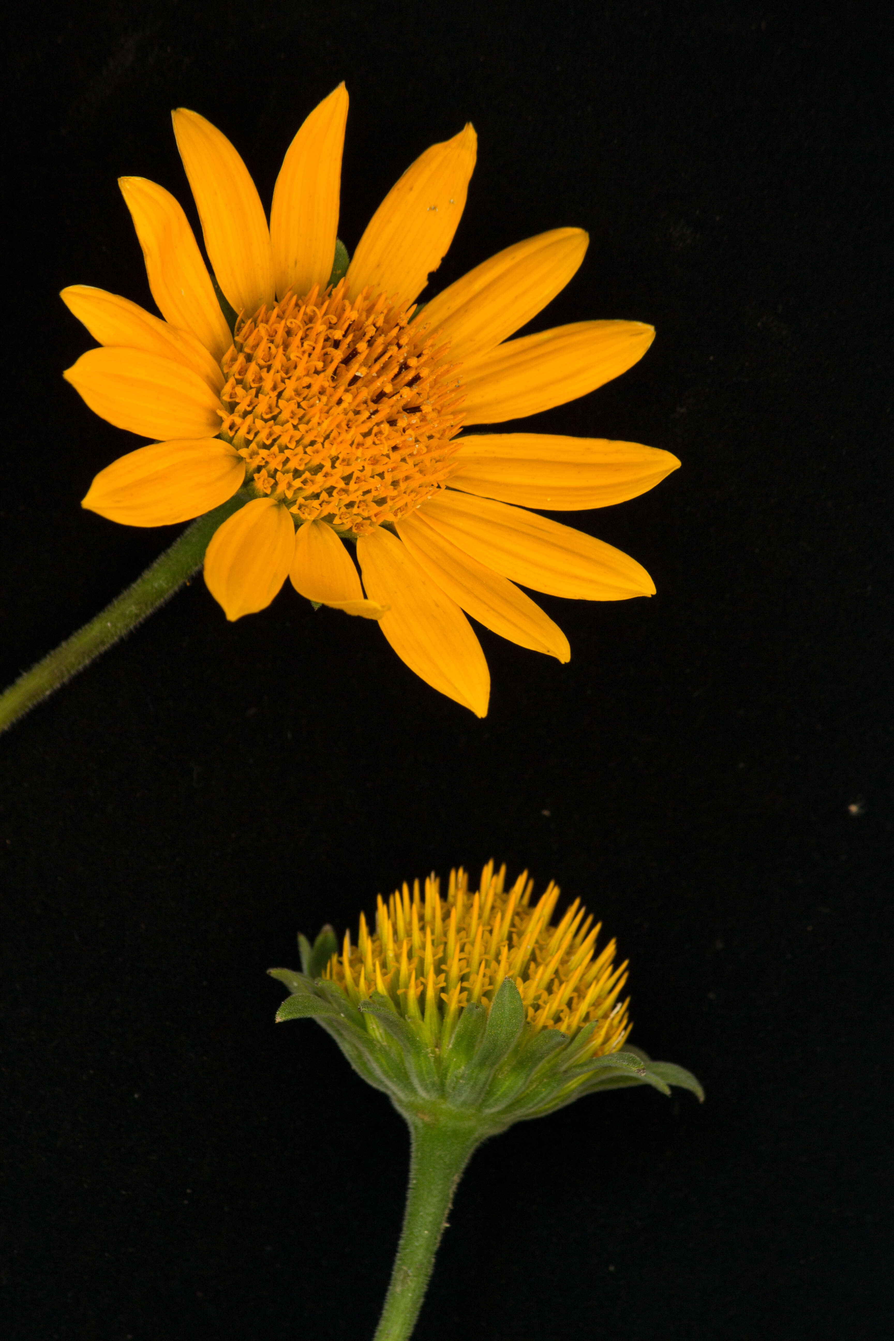 صورة Tithonia rotundifolia (P. Mill.) Blake