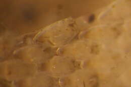Image of Dendrobeania multiseriata (O'Donoghue 1925)