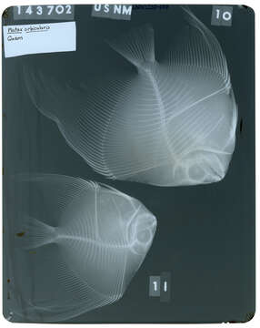 Image of Orbicular batfish