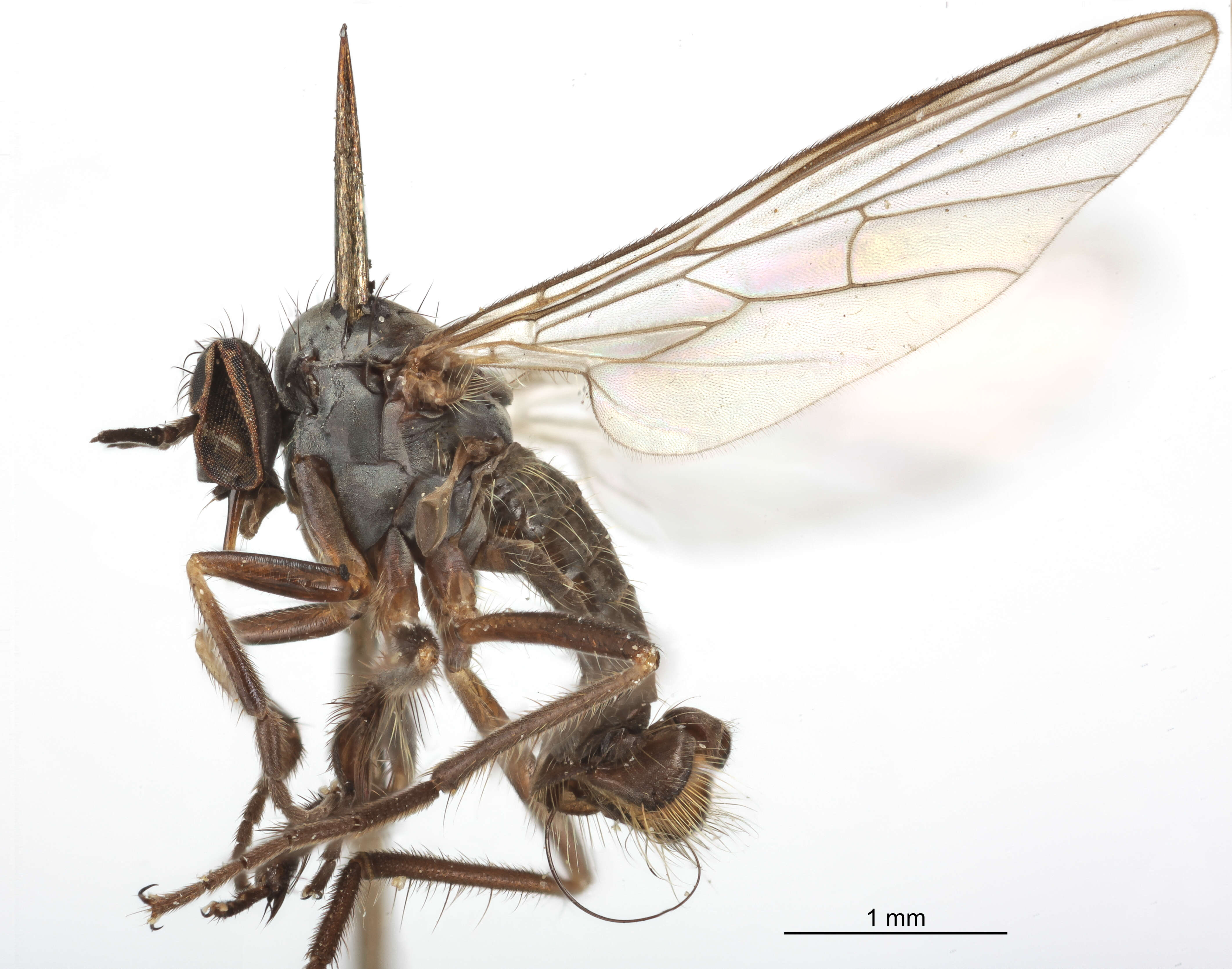 Image of Rhamphomyia scaura Bartak 2002