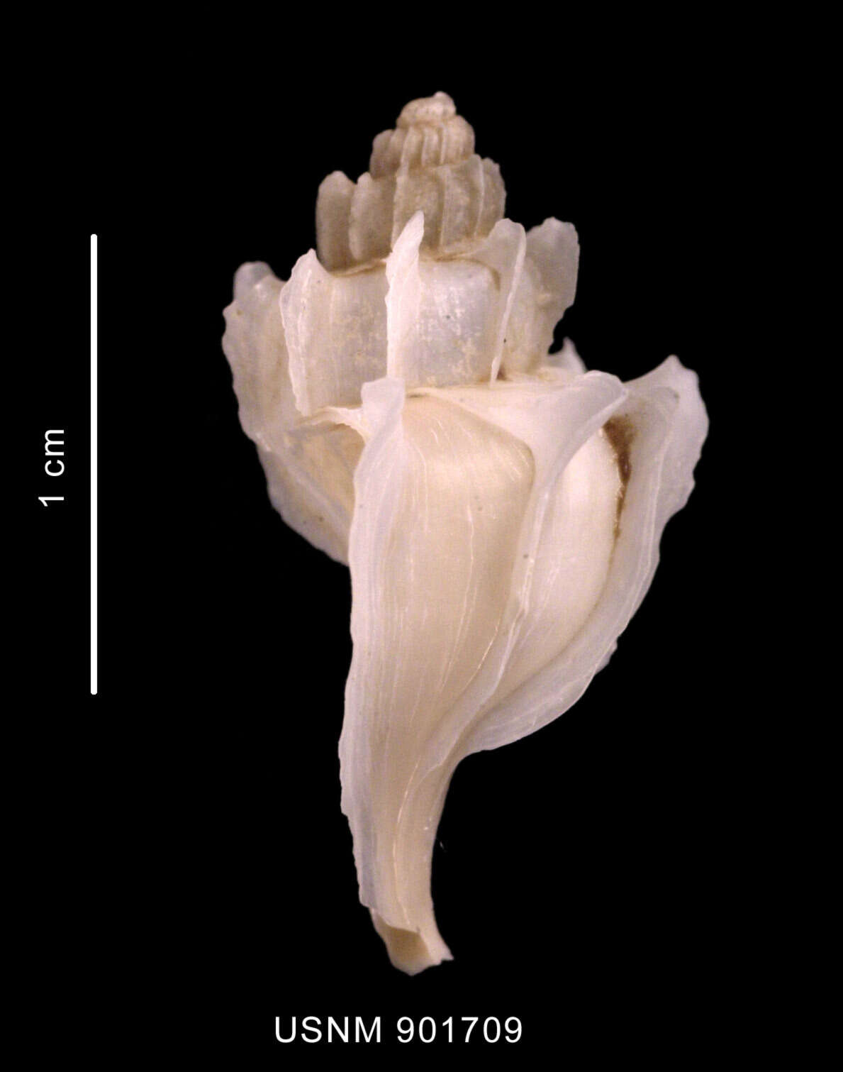 Image of Trophon paucilamellatus Powell 1951