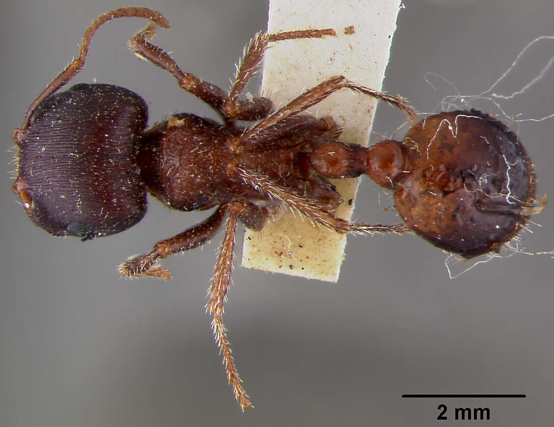 Image of Pogonomyrmex barbatus (Smith 1858)