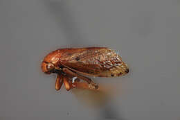 Imagem de Brachytalis fusca Metcalf & Bruner