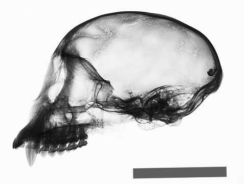 Image of Black-capped Capuchin