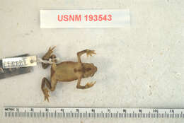 Image of Atelopus nepiozomus Peters 1973