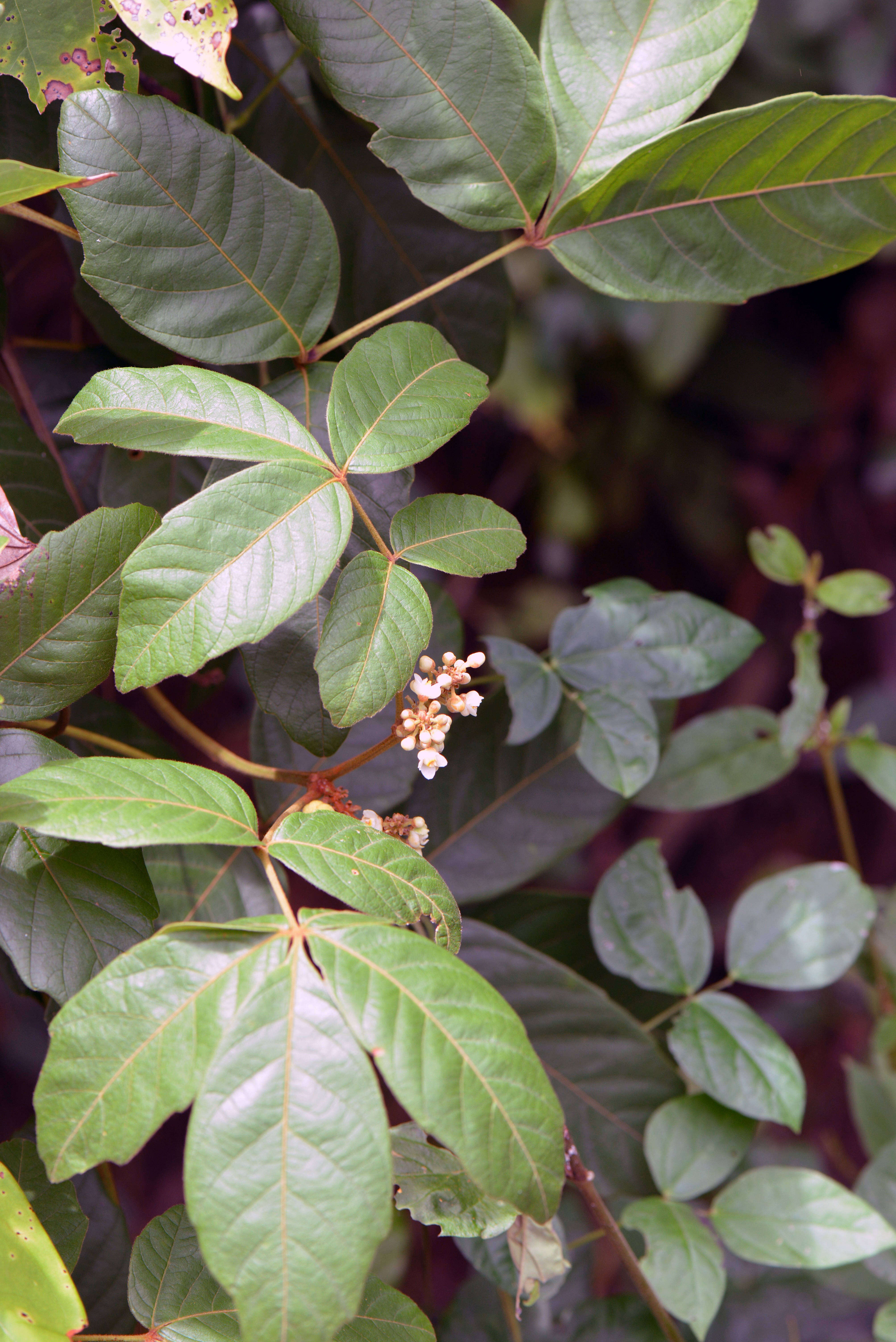 Imagem de Paullinia stellata L. Radlk.