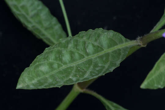 Image of Linear-Leaf Wild Petunia