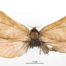 Image of Phassus absyrtus Schaus 1892