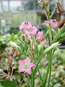 Image of cultivated tobacco