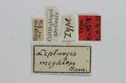 Image of Lepturges megalops Hamilton 1896
