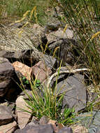 Image of Sweet vernal grass