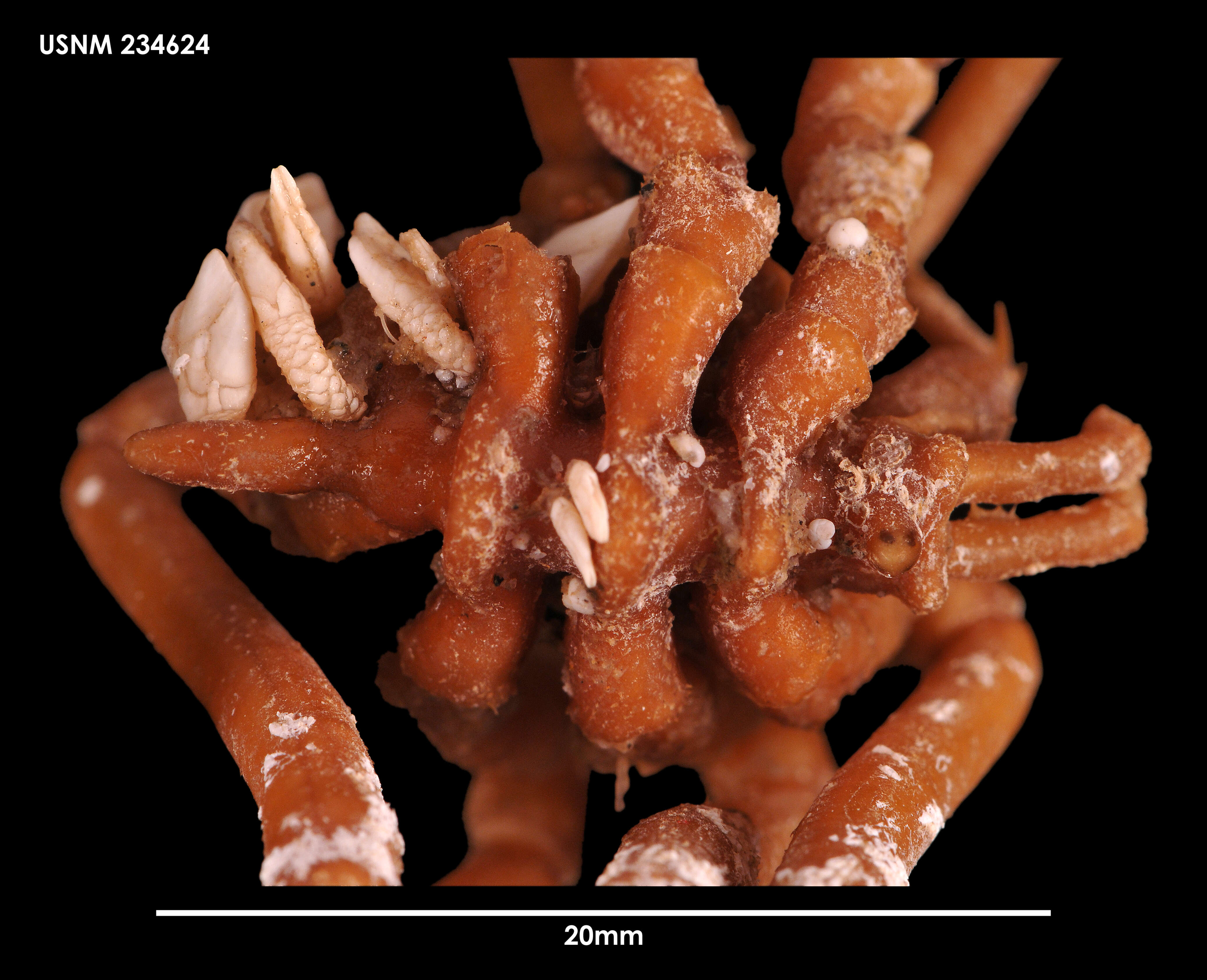 Image of Ammothea sextarticulata Munilla 1991