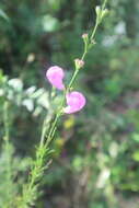 Image of Beach False Foxglove