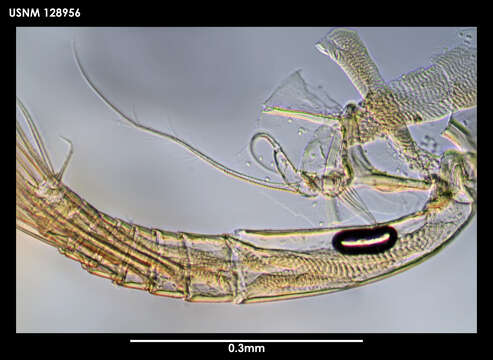 صورة Anarthron Kornicker 1975